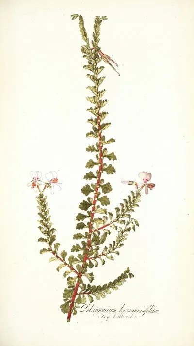 Pelargonium Hermanniaefolium