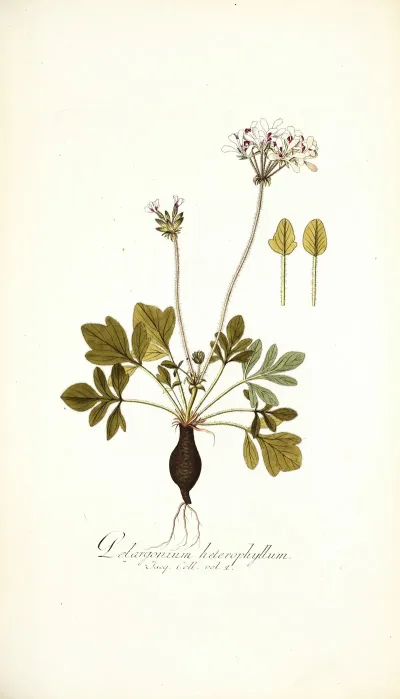 Pelargonium Heterophyllum