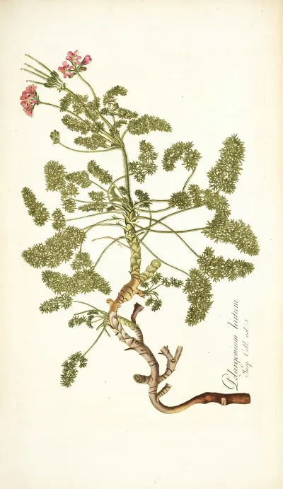 Pelargonium Hirtum