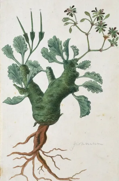 Pelargonium Klinghardtense Knuth