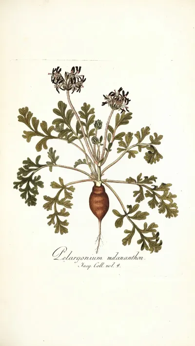 Pelargonium Melananthon