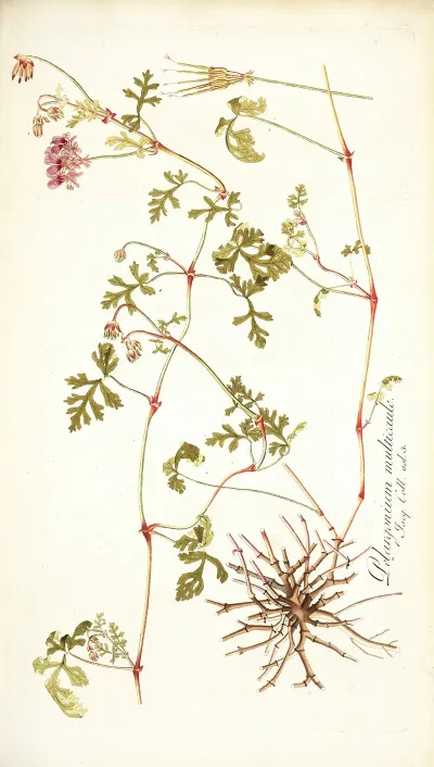 Pelargonium Multicaule