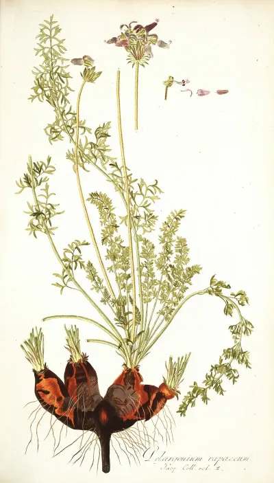 Pelargonium Rapaceum