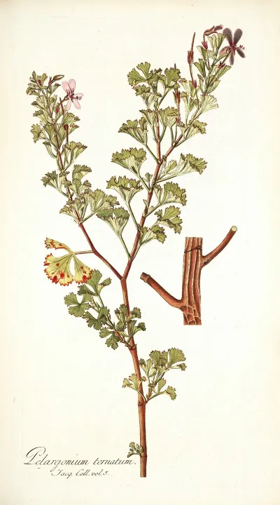 Pelargonium Ternatum