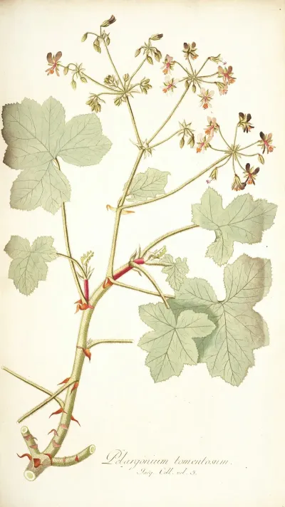 Pelargonium Tomentosum