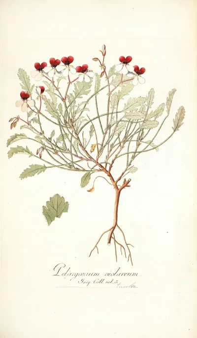 Pelargonium Violareum