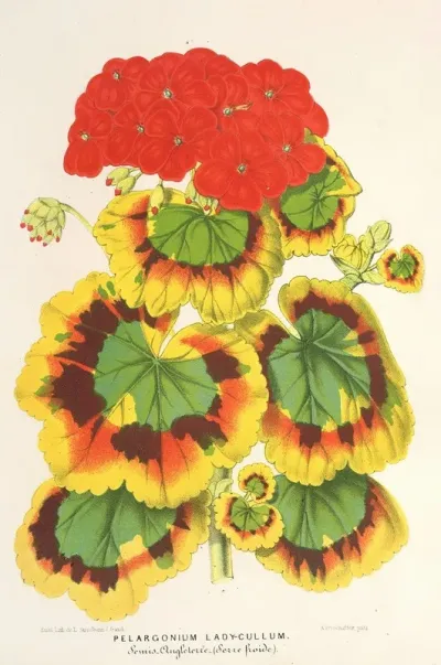 Pelargonium Zonale Var Lady Collum