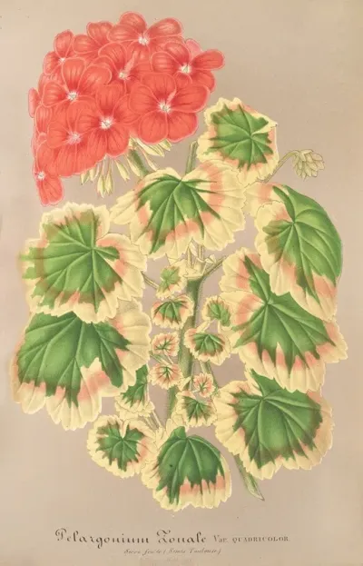 Pelargonium Zonale Var Quadricolor