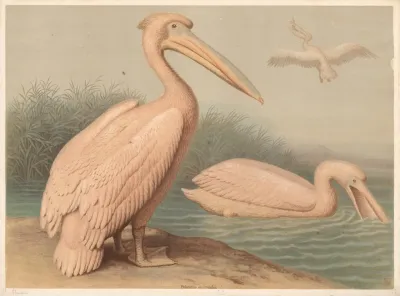 Pelican Pelecanus Onocrotalus
