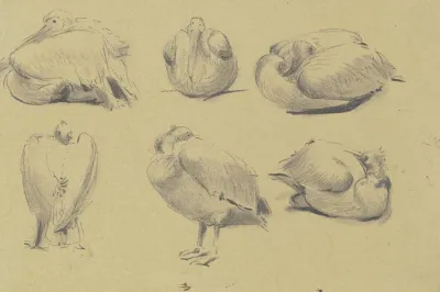 Pelicans 2