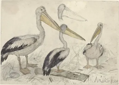 Pelicans In Artis Zoo