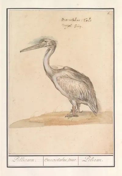 Pelikaan Pelicanus