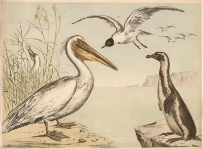 Pelikan Move Pinguin