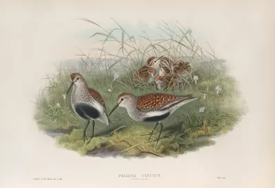 Pelinda Cinclus Summer Plumage Dunlin Summer Plumage