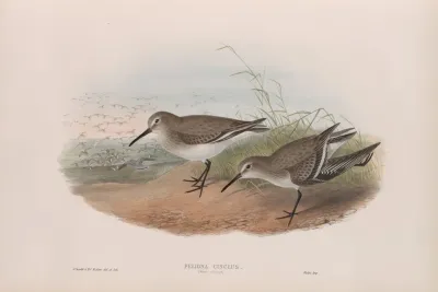Pelinda Cinclus Winter Plumage Dunlin Winter Plumage