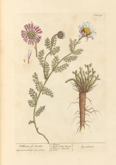 Pellitory Of Spain