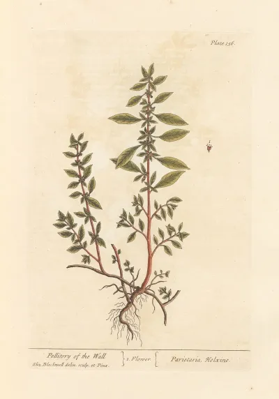 Pellitory Of The Wall
