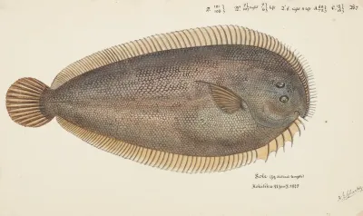 Peltorhamphus Novaezeelandiae Nz New Zealand Sole