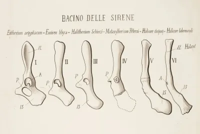 Pelvic Girdle In Species Belonging To The Order Sirenia Mammalia