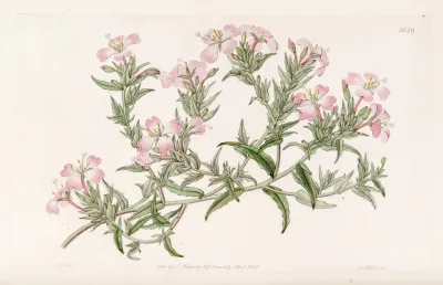 Pencilled Evening Primrose