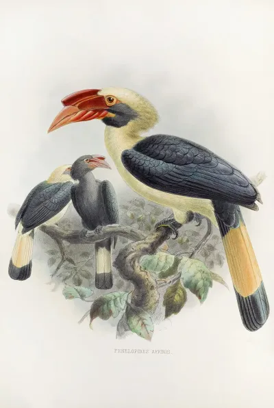 Penelopides Affinis