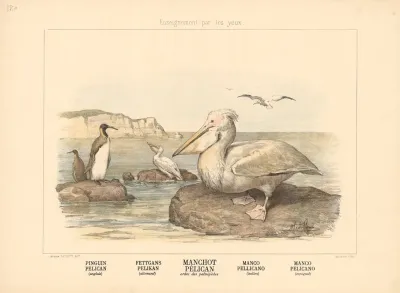 Penguin Pelican