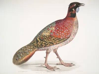 Pennants Horned Pheasant Satyra Pennatii