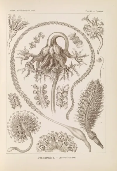 Pennatulida Federkorallen
