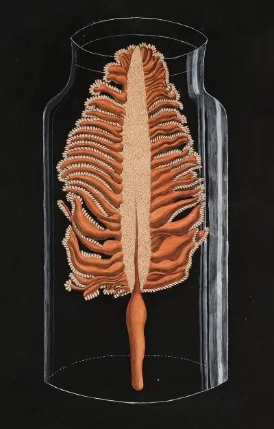 Pennatulidae