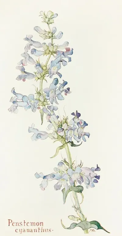 Penstemon Cyananthus