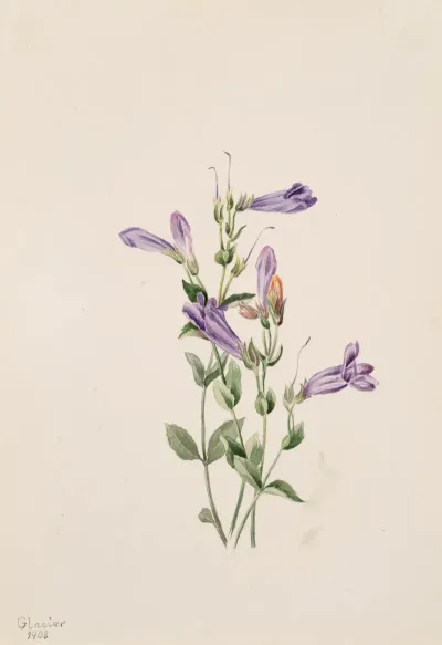 Penstemon Penstimon Fruiticosus
