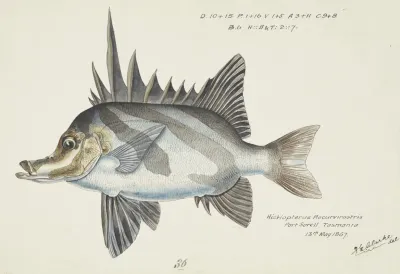 Pentaceropsis Recurvirostris Tas Long Snout Boarfish