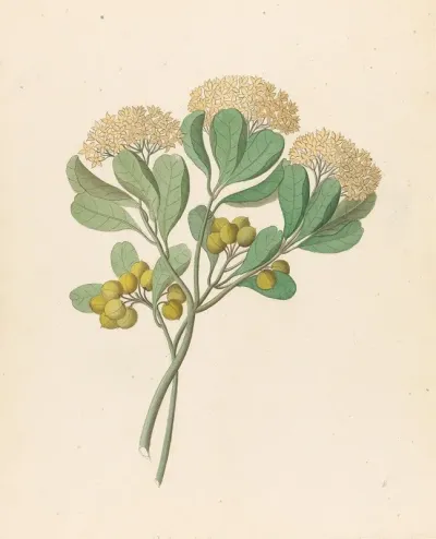 Pentandria Mon Pittosporum Viridiflorum