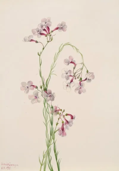 Pentstemon Ambiguus