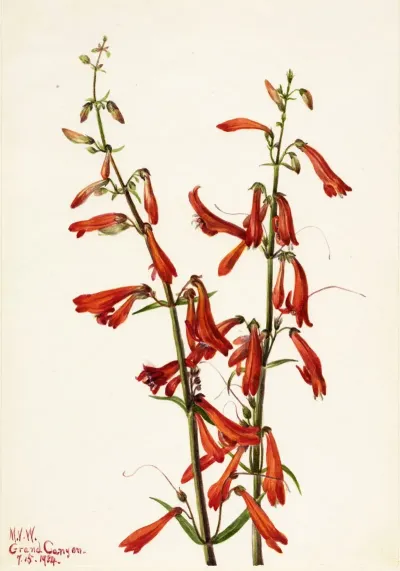 Pentstemon Pentstemon Barbatus
