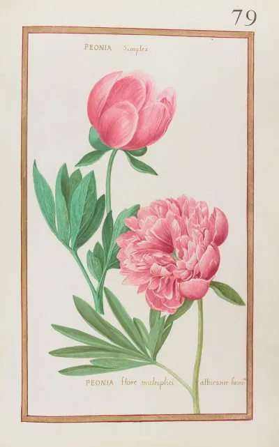Peonia Simplex Peonia Flore Multiplici Albicante Foemina