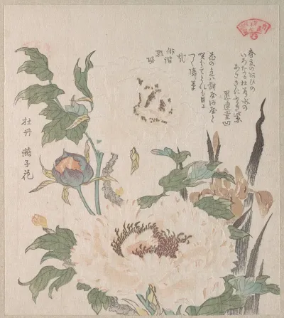 Peonies And Iris
