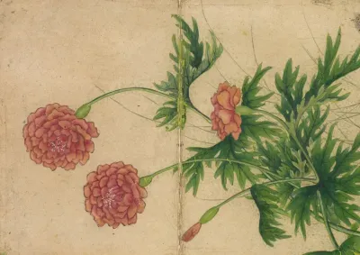 Peony