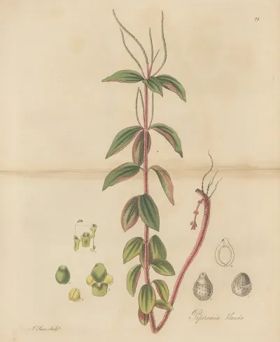 Peperomia Blanda