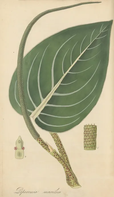 Peperomia Maculosa