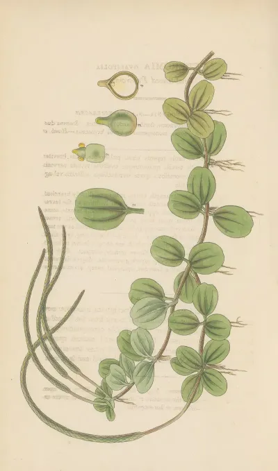 Peperomia Ovalifolis