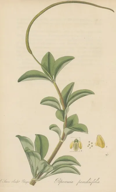 Peperomia Pereskiaefolia