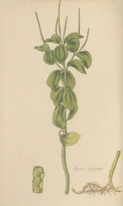 Peperomia Polystachia