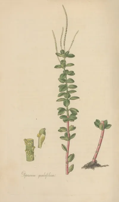 Peperomia Quadrifolium