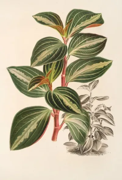 Peperomia Velutina