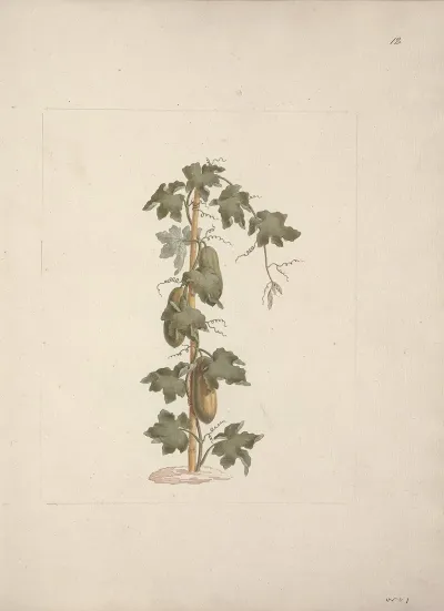 Peponium Vogelii Engl