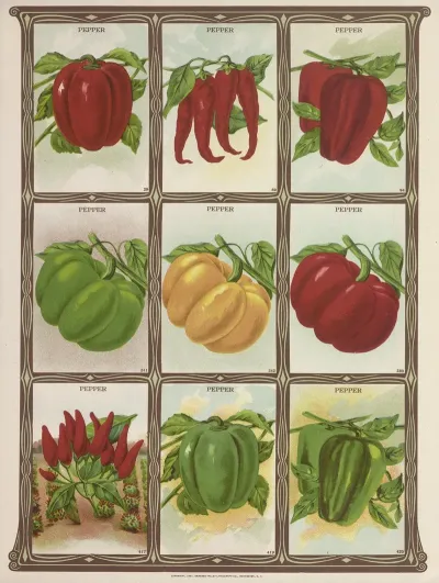 Pepper