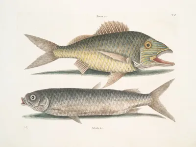 Perca Albula Bahamensis The Mullet