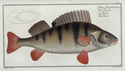 Perca Fluviatilis The Perch