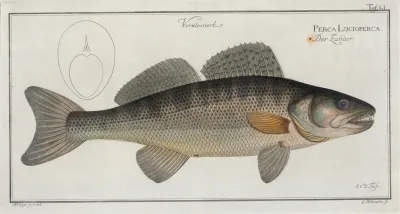 Perca Lucioperca The Picke Perch